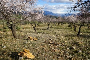 Almond Tree Andalusia