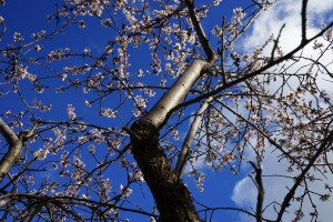 Almond blossom branch close up